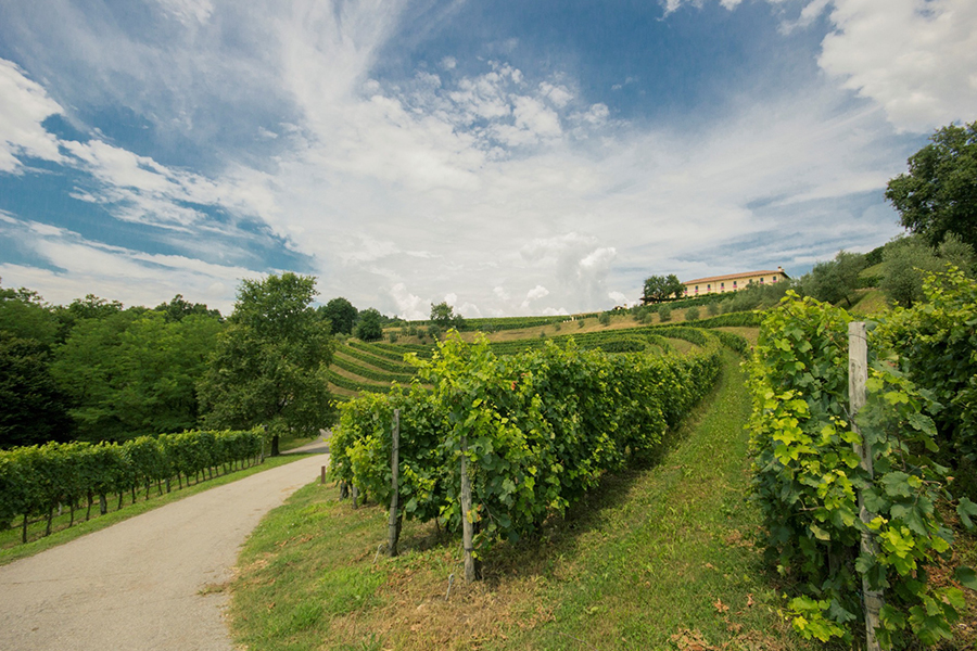 Astoria Wines Vineyard and House