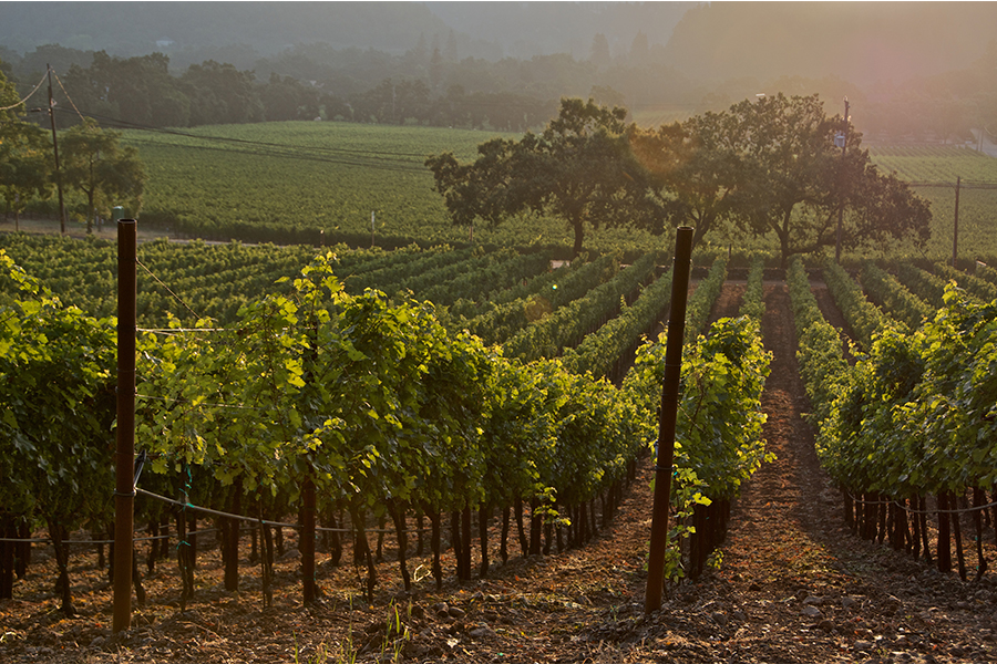 AXR California Vineyard