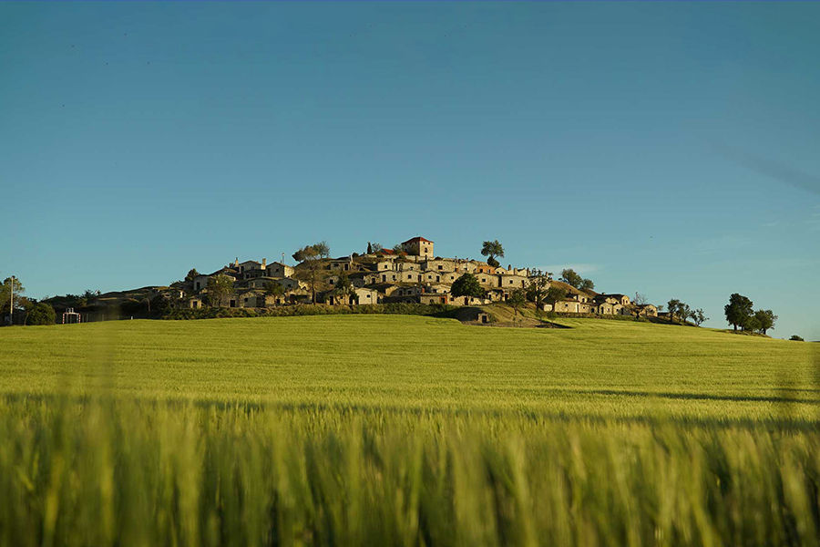 Bardos Bodega View