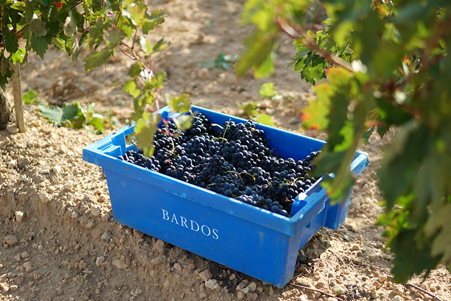 Bardos Vineyard Grapes
