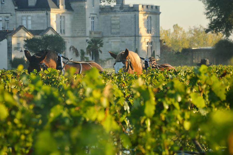 Bernard Magrez horses toiling land in vineyard