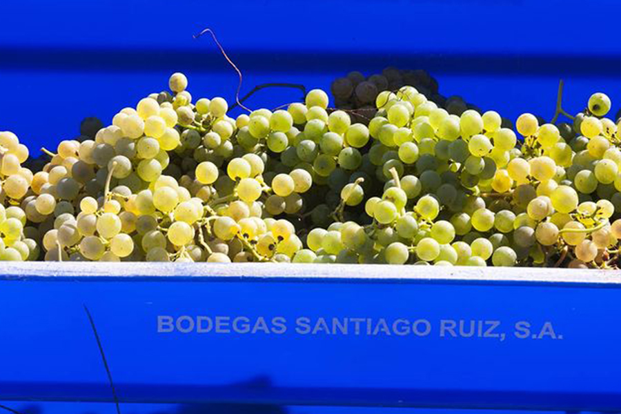 Bodegas-Santiago-Ruiz-Grapes