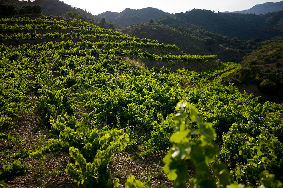 Cellars Unio Vineyard