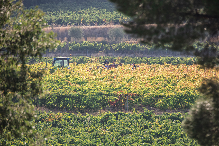 Cellier Dauphin Vineyard