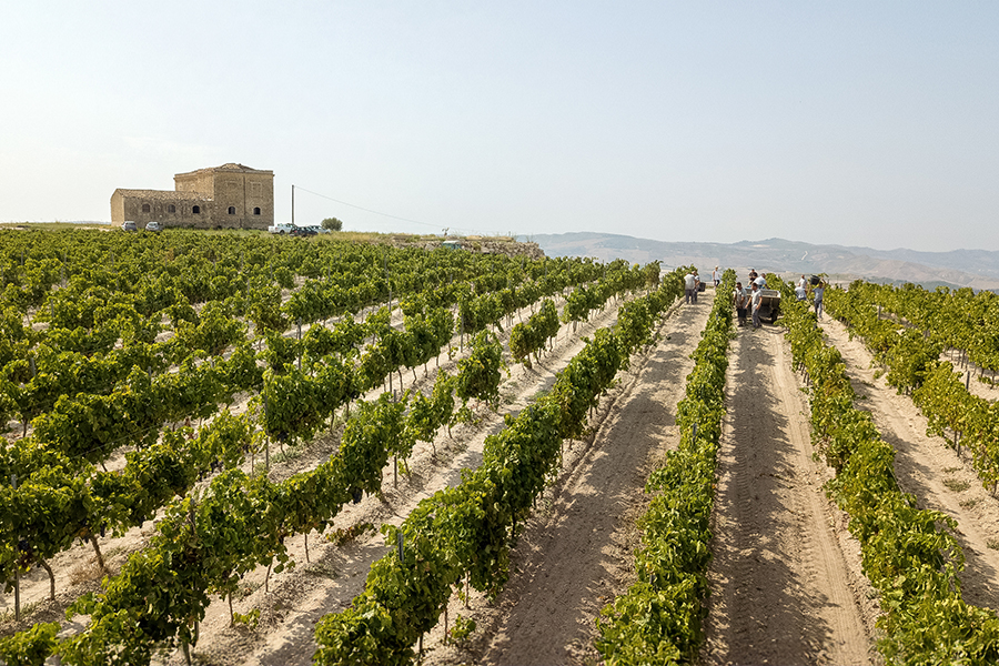 Duca di Salaparuta Old Vineyard View with Harvest