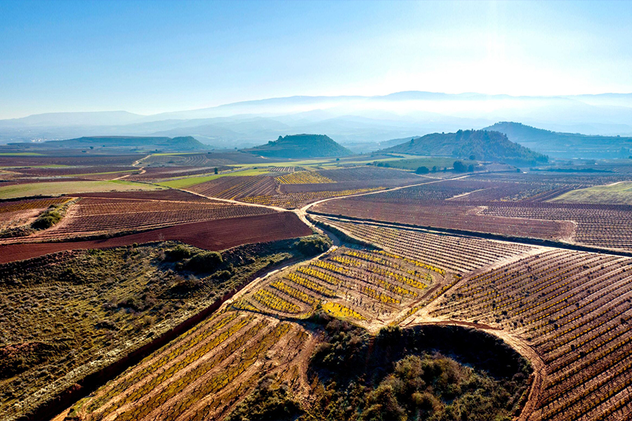 El Pacto Vineyard Overview