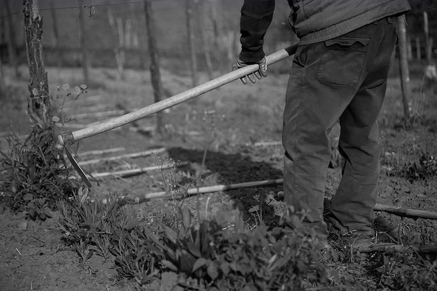 Galardi B&W Harvest Vineyard Photo