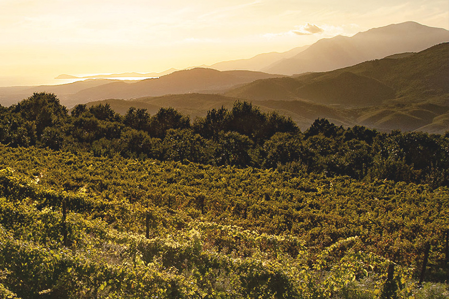 Galardi Vineyard