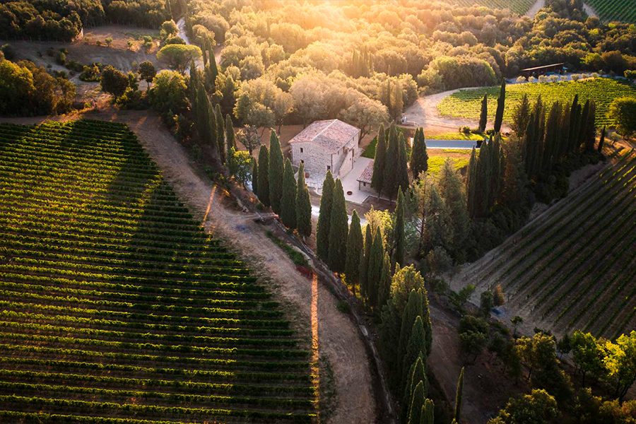 Giodo Vineyard Aerial View
