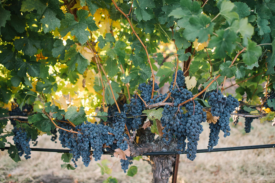 Grapes on vines in California vineyard Hoopes
