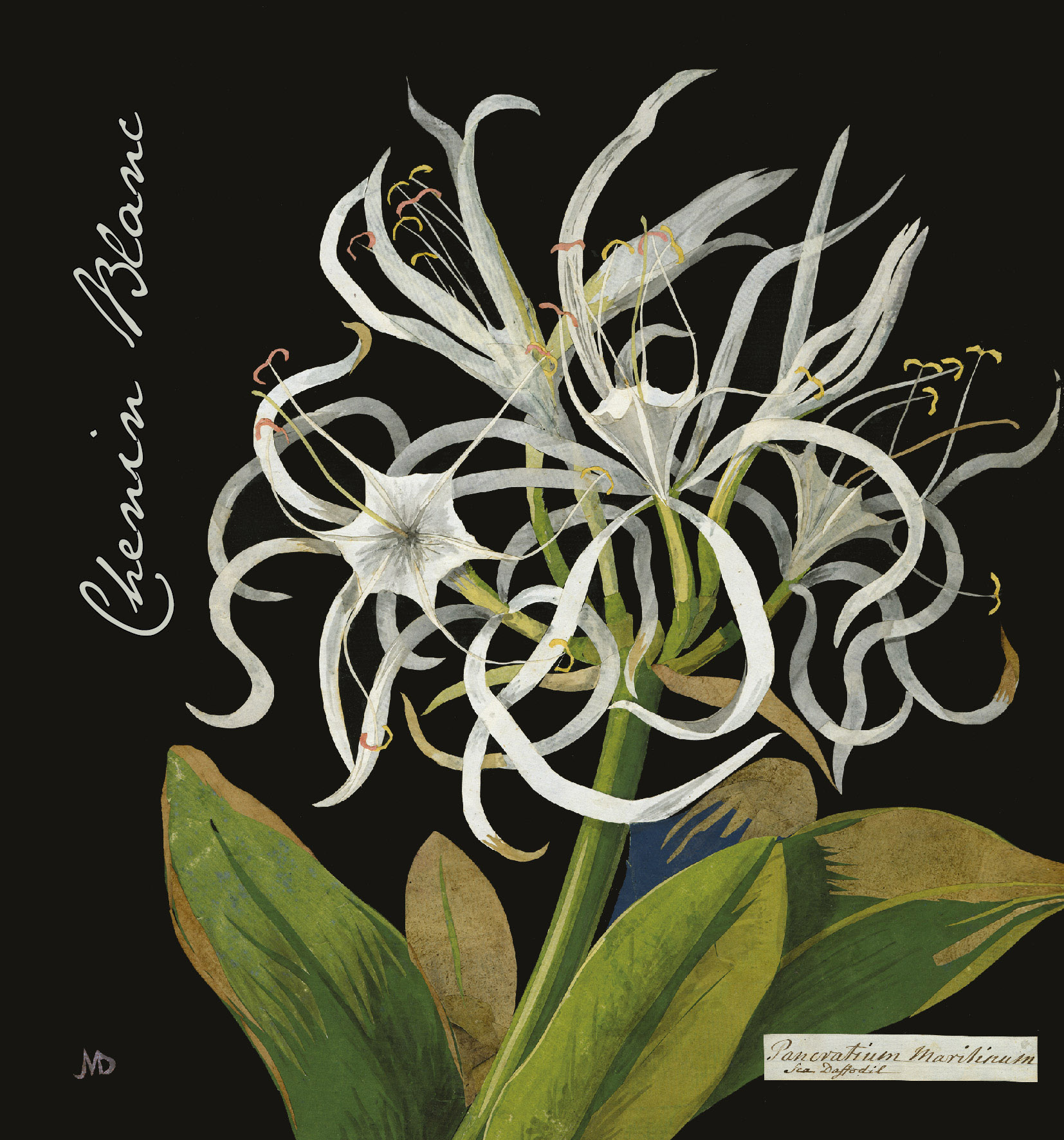 Botanica - Mary Delany - Chenin Blanc label