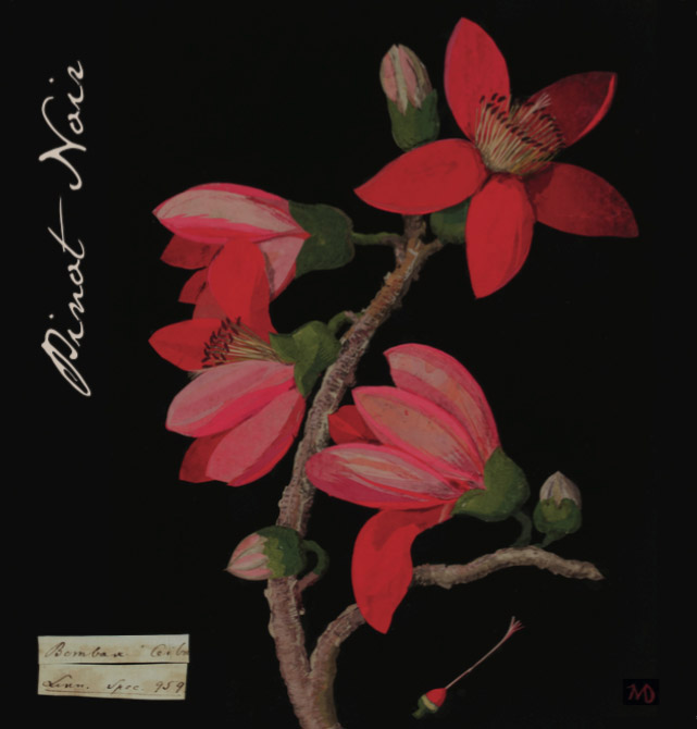 Botanica - Mary Delany - Pinot Noir label