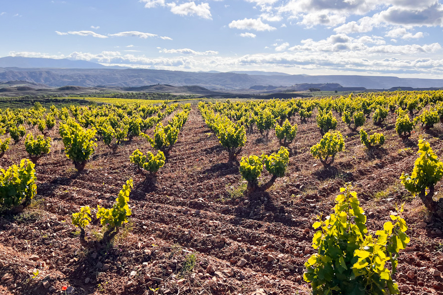 Las-Pizzarras-Vineyard