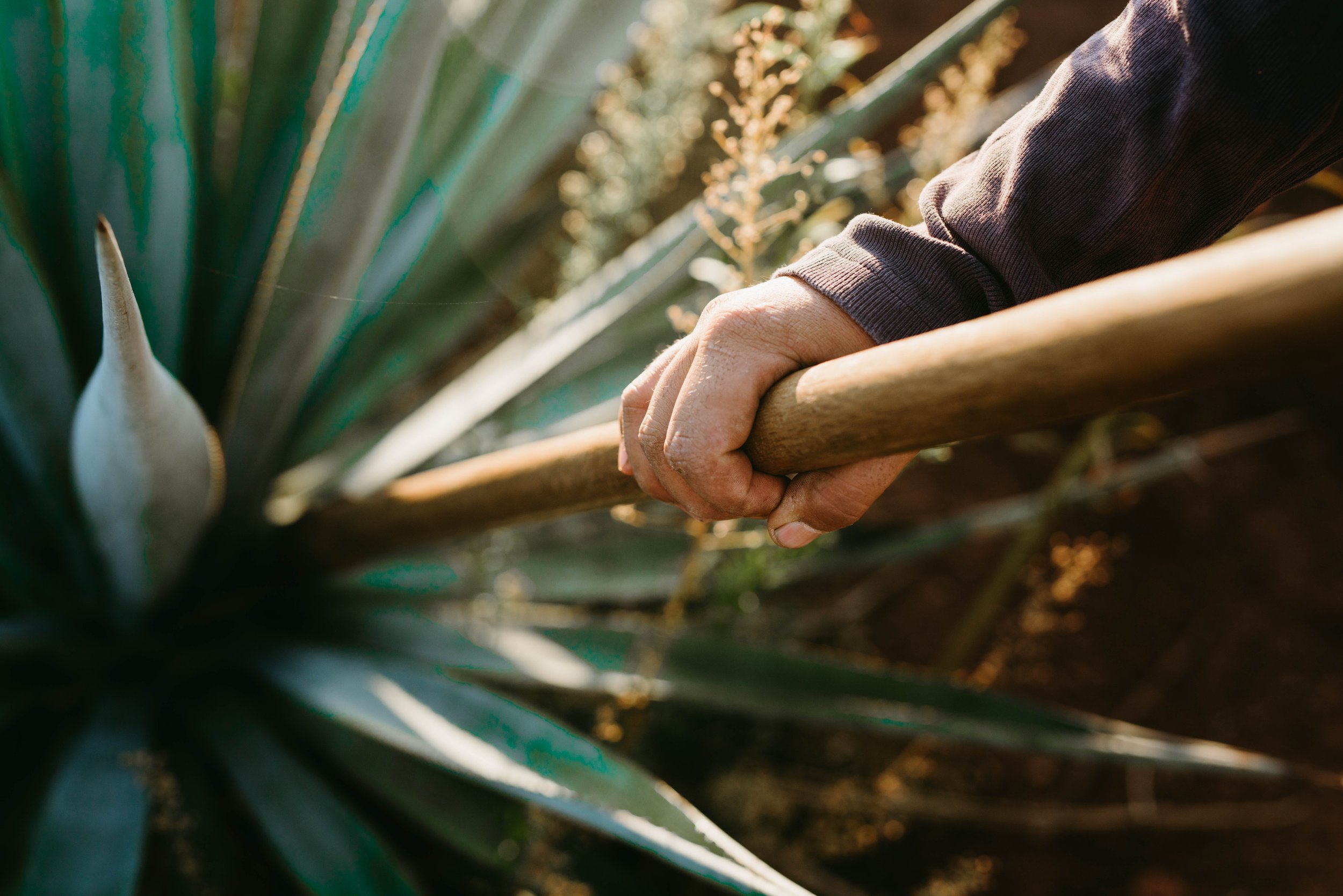 Lost Lore Tequila Agave Plant