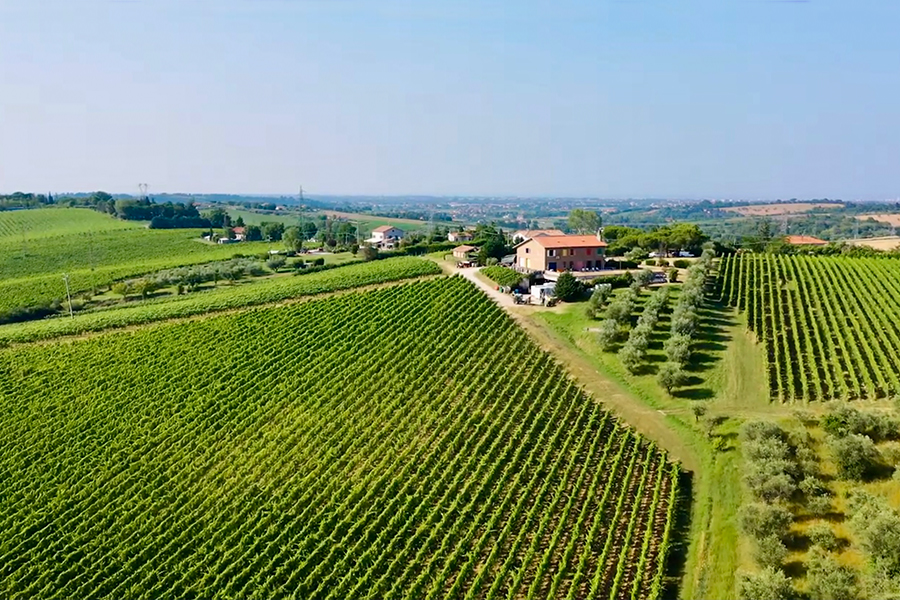 San Valentino Aerial Vineyard