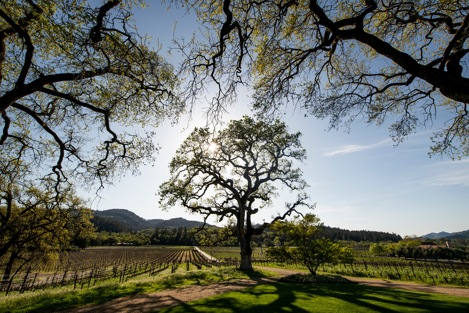 Shibumi Knoll Vineyard