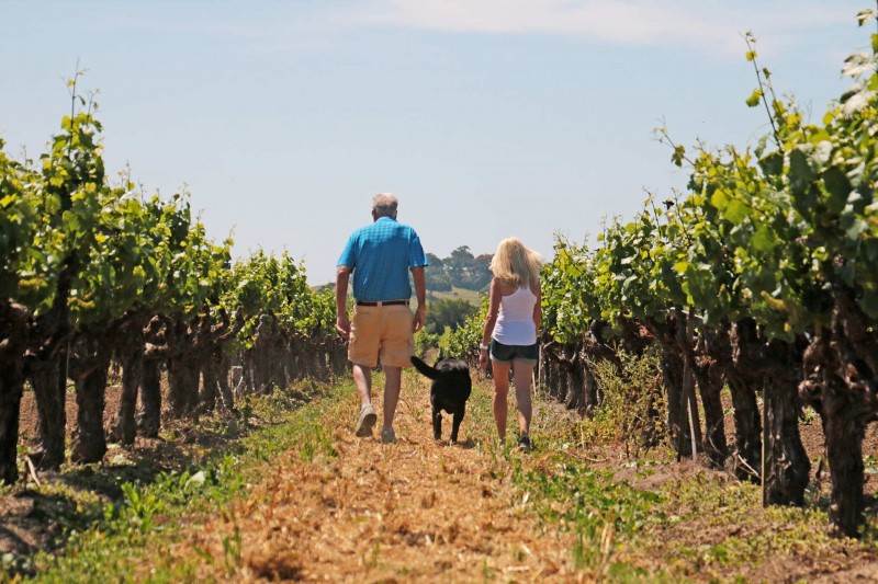 Shibumi Knoll vineyard owners and vineyard dog