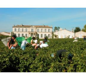 Chateau Branaire-Ducru Harvest