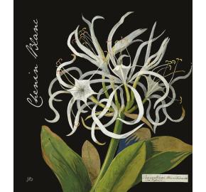 Botanica - Mary Delany - Chenin Blanc label