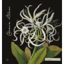 Botanica - Mary Delany - Chenin Blanc