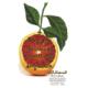 Sogno di Sorrento - Blood Orange label