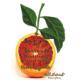 Sogno di Sorrento - Blood Orange Crema di Sanguenello label