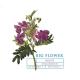 Big Flower - Merlot label