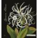 Botanica - Mary Delany - Chenin Blanc label