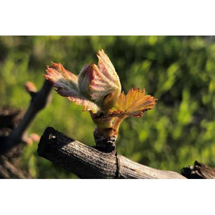 Growing Season Begins in Napa and Sonoma