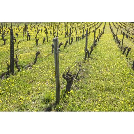 France Launches Official Natural Wine Certification