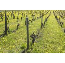 France Launches Official Natural Wine Certification