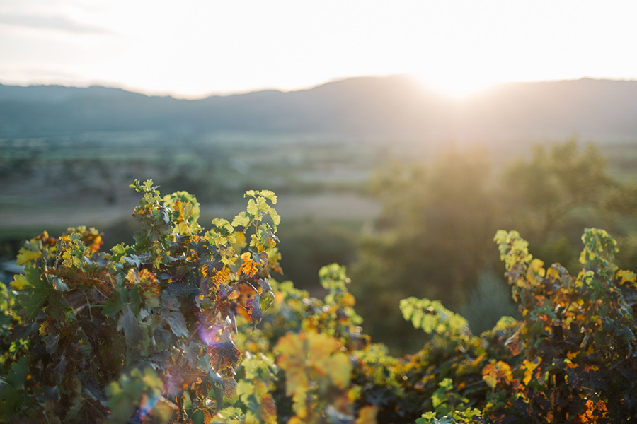 Sunrise over California vineyard Hoopes