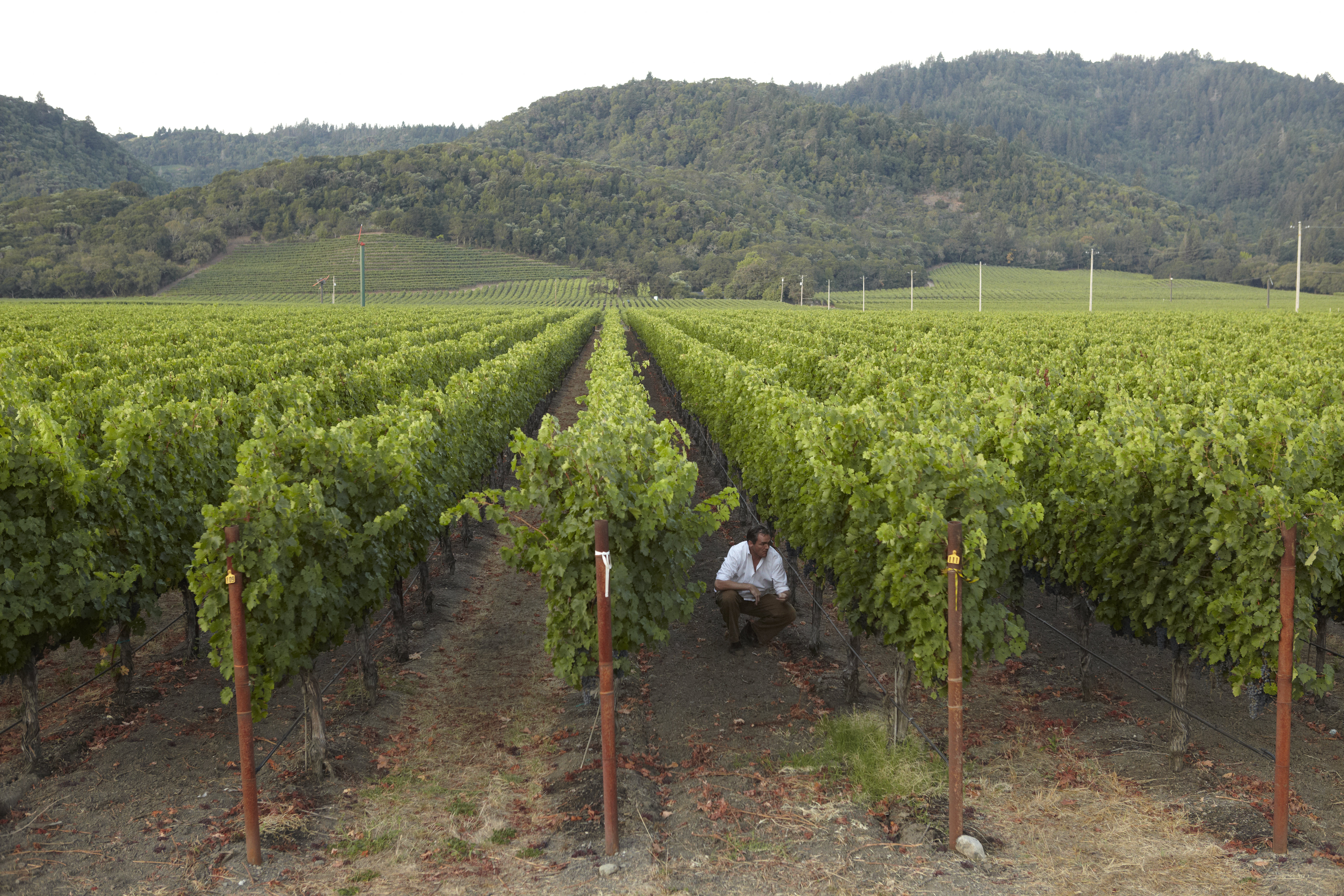 The Debate Vineyard California