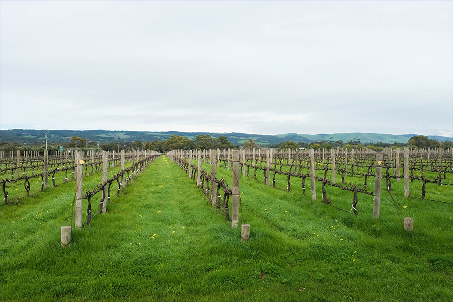 Thomas Goss Vineyard