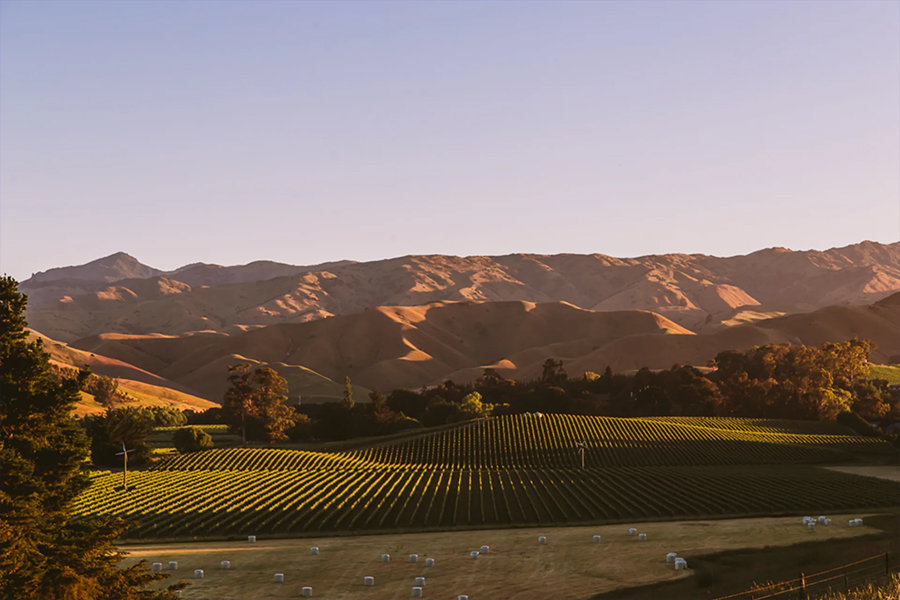 Tiraki Marlborough Vineyard