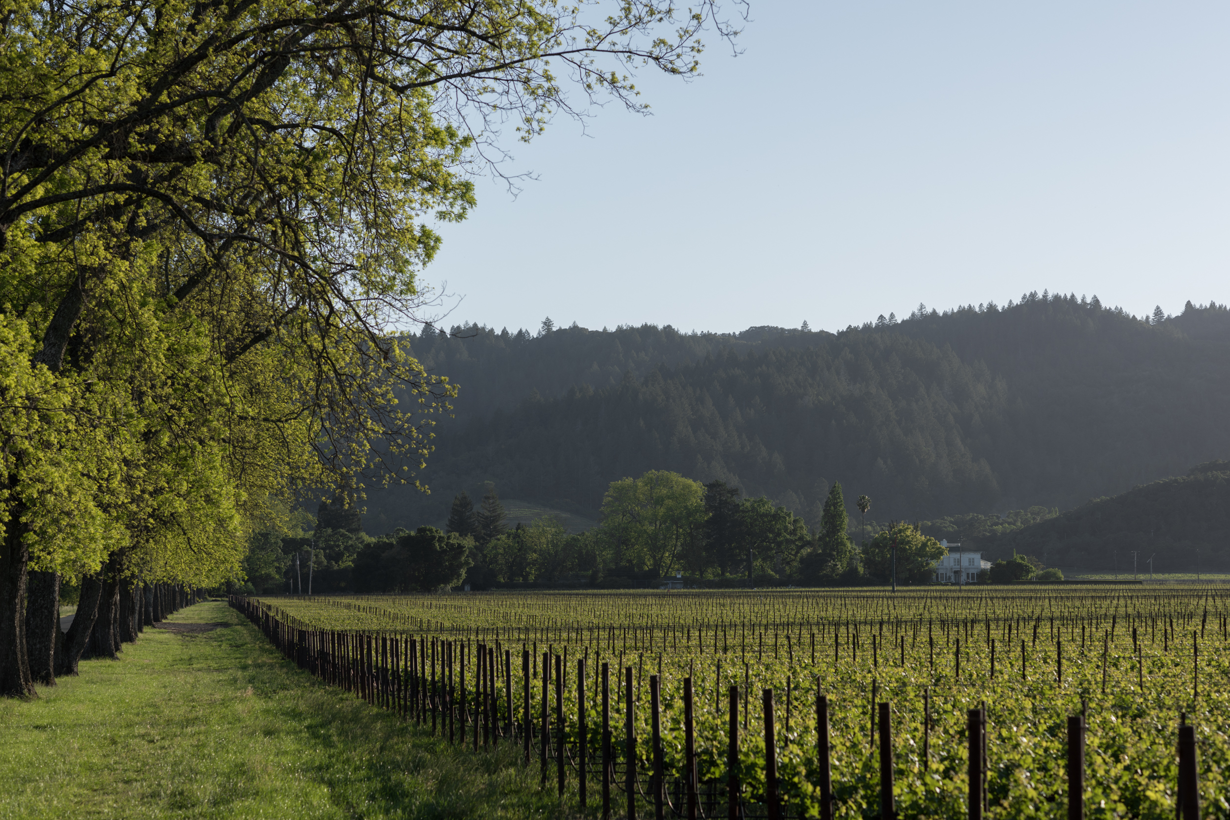 Tor Wine Vineyard California