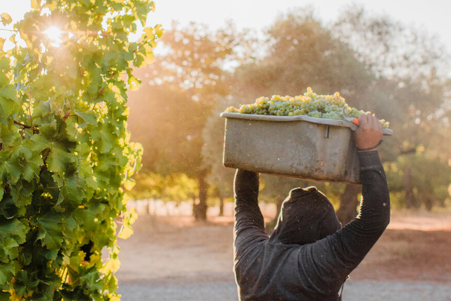Vineyard worker carrying grapes in Vineyard Sutro