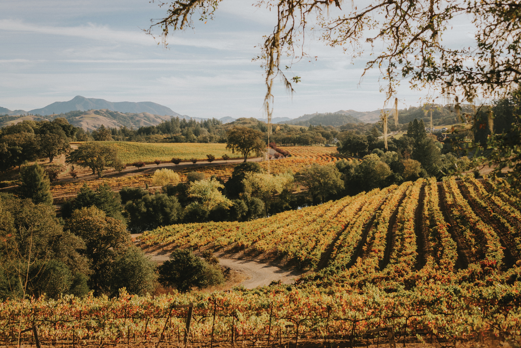 Warnecke Ranch and Vineyard Landscape Sutro